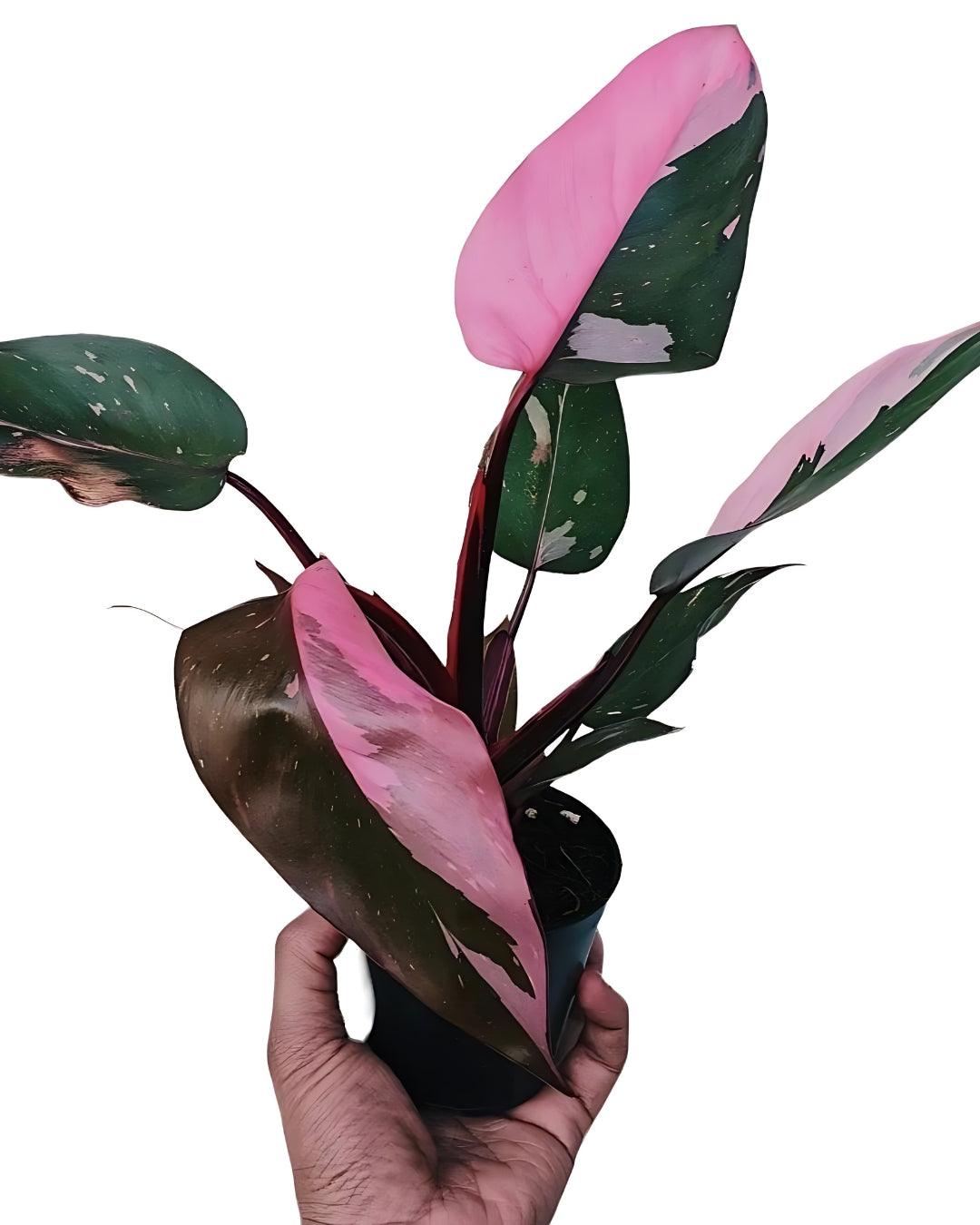 Philodendron Erubescens - Pink Princess - plant store® 
