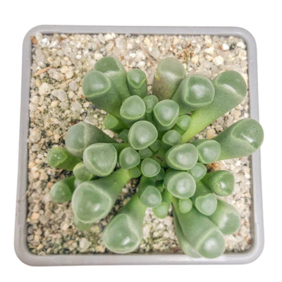 Fenestraria (Baby Toes) Bare Rooted (Plant it Yourself)