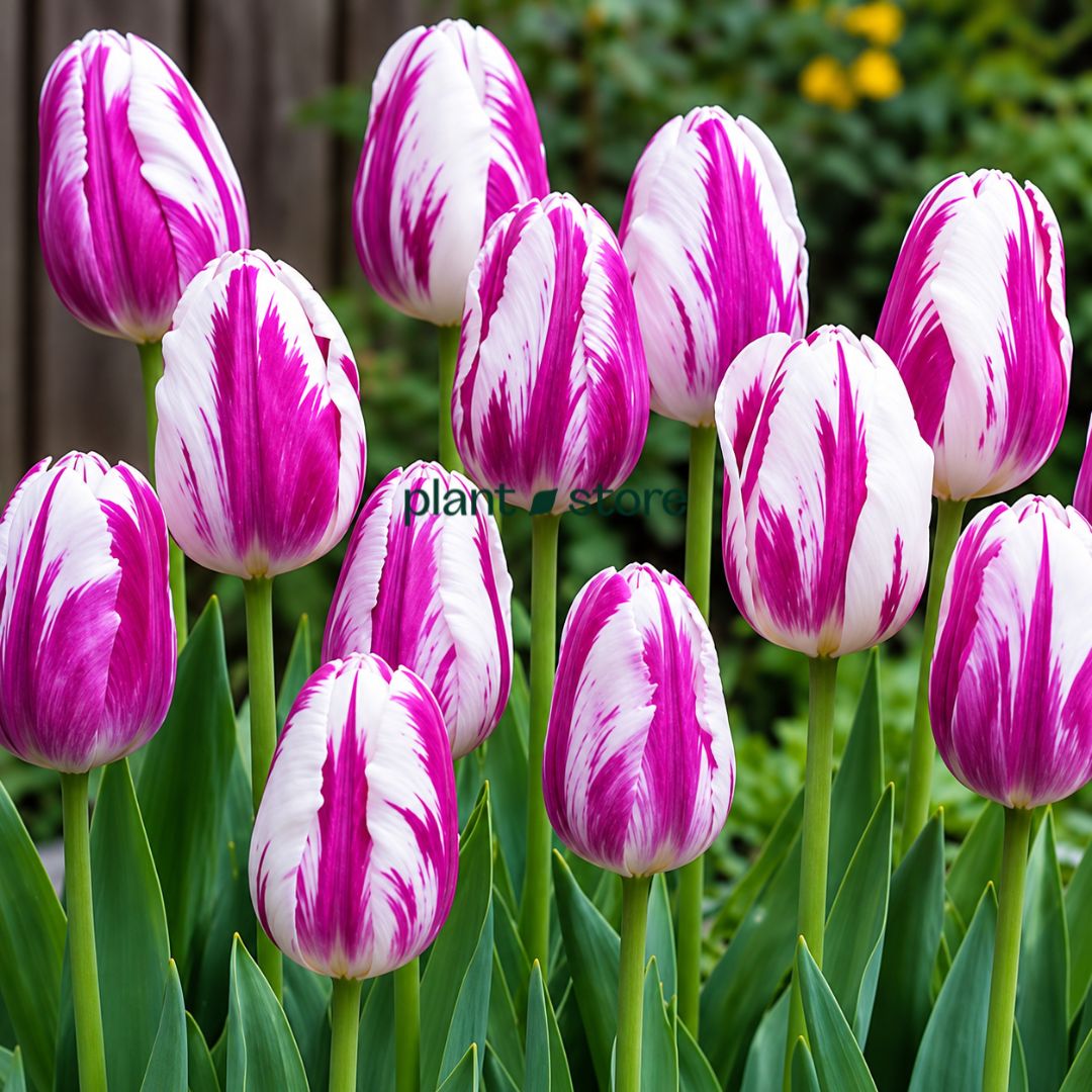 Dutch Tulip Purple Flag Flowering Bulbs (Netherland Imported)