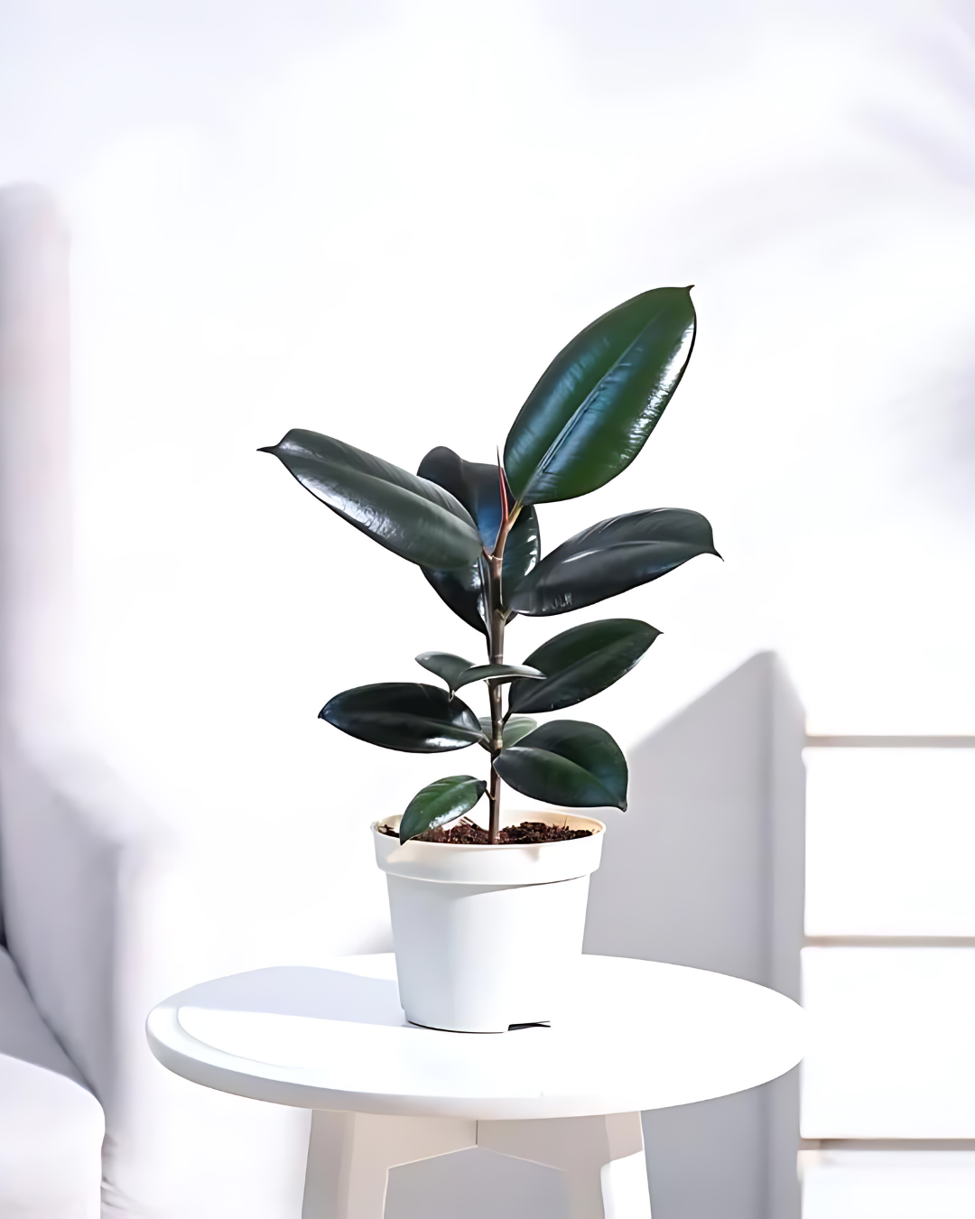 Rubber Plant Black Prince - Ficus Elastica - plant store® 