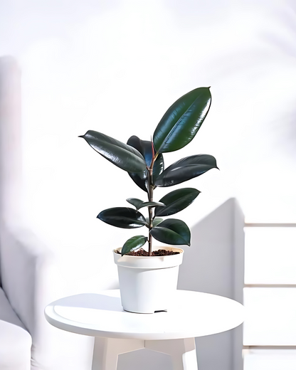 Rubber Plant Black Prince - Ficus Elastica