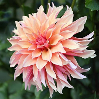 Large Dahlia Flower (Mix Colour) Bulbs