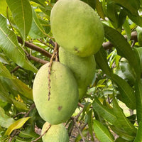 Safeda Mango Grafted Tree