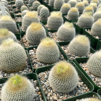 Noto Cactus Graessneri (Bare Rooted)