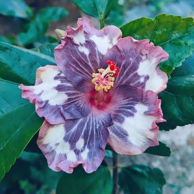 Luv Indigo Star Picture Hibiscus Flower Plant