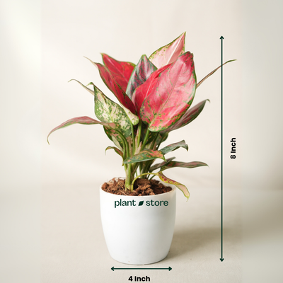 Aglaonema Lady Valentine