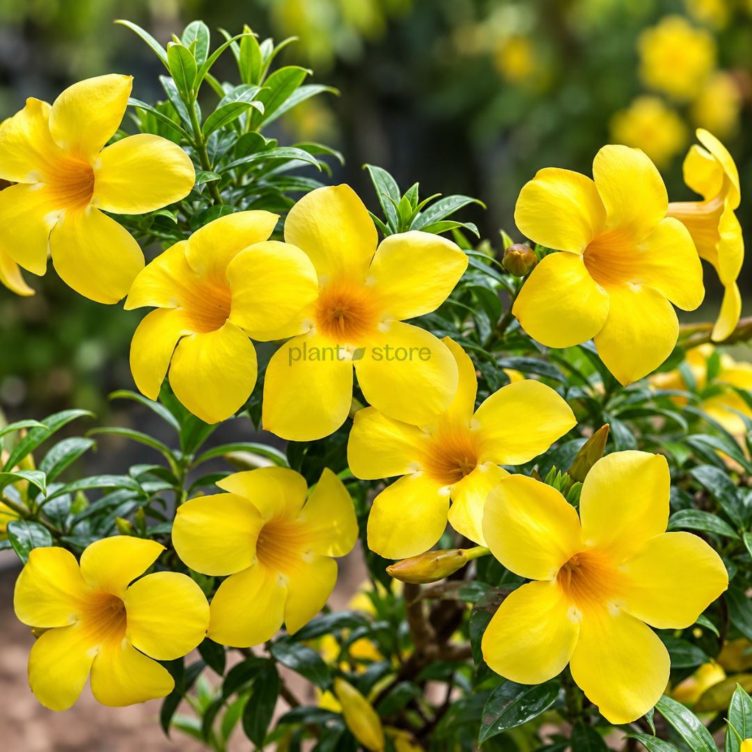 Allamanda Plant