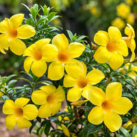 Allamanda Plant
