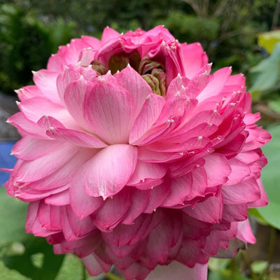 Paneer Rose Lotus Tuber