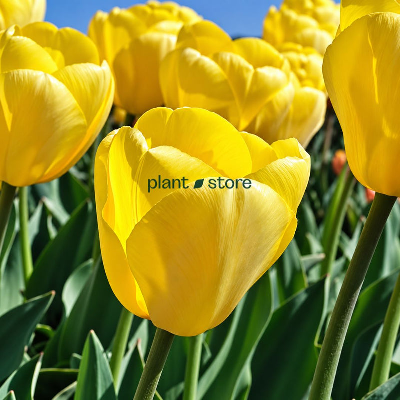 Dutch Tulip Novi Sun  Flowering Bulbs (Netherland Imported)
