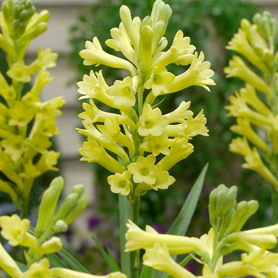 Polianthes Tuberose (Rajnigandha) - Mix Colour (Large Size Imported Bulbs)
