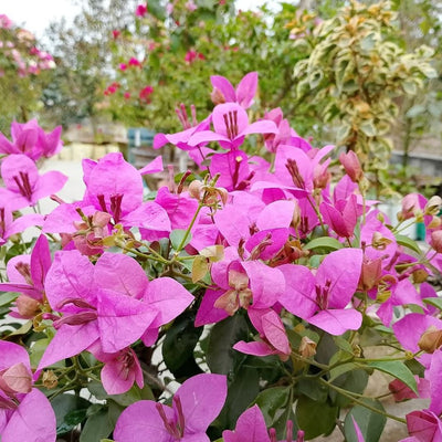 HB Singh Bougainvillea (7 Inches Pot Size)