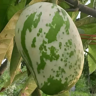 Variegated Grafted Mango Tree