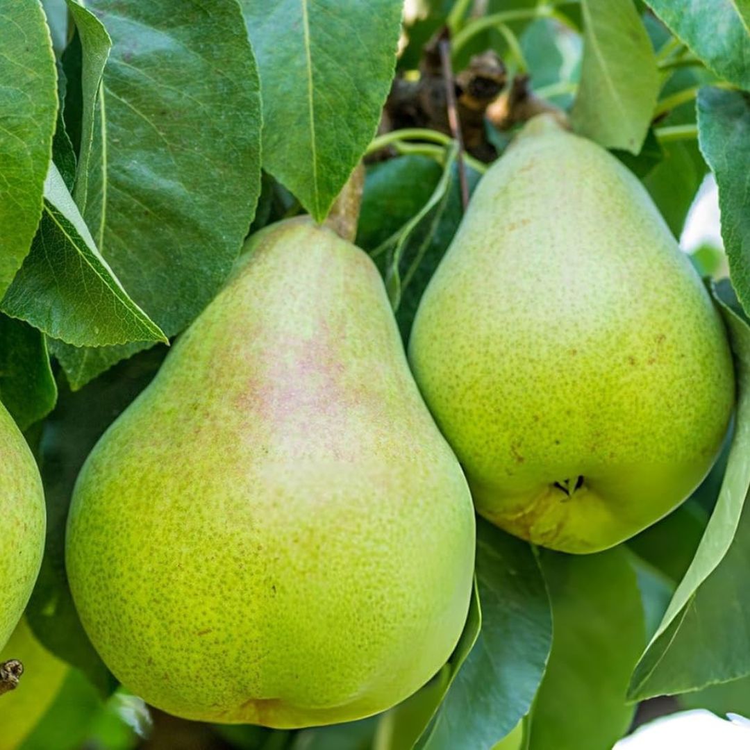 Nashpati Hybrid Fruit