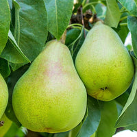 Nashpati Hybrid Fruit