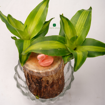 Brazilian Wood Plant - Bloomed