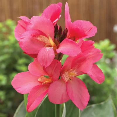 Canna Lily Flowering Bulbs (Red, Pink, Orange, Yellow)
