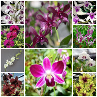 Tropical Elegance: 10 Blooming Size Dendrobium Orchids - plant store® 