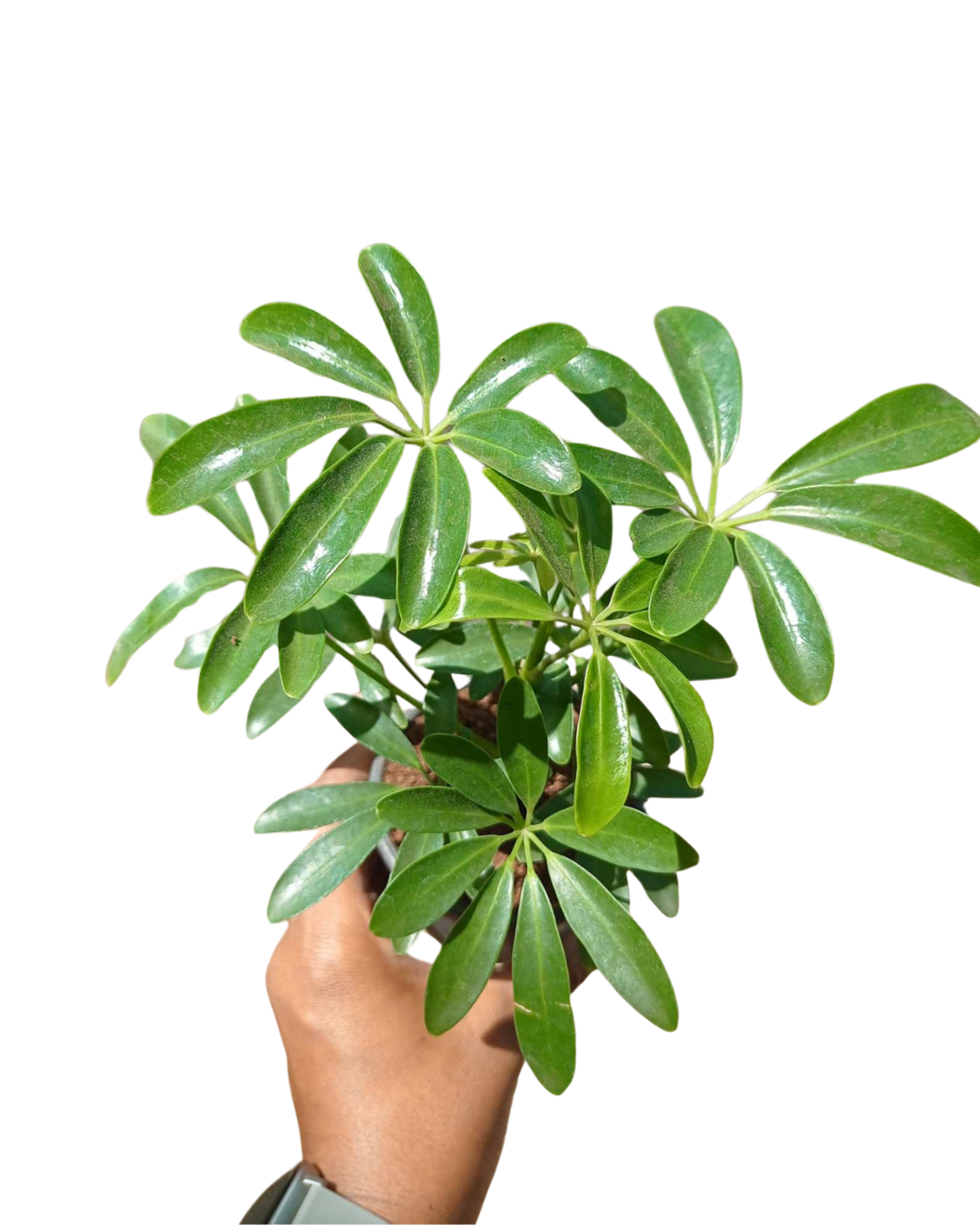 Schefflera Green Plant with Pot