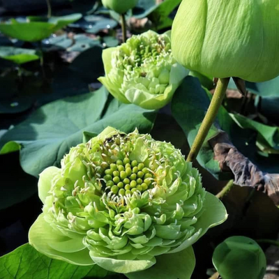Q170 Lotus Tuber