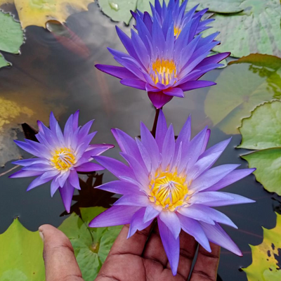 Blue Whistle Tropical Waterlily