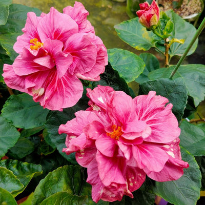 Shueishalian Pomegranate Skirt Hibiscus Flower Plant