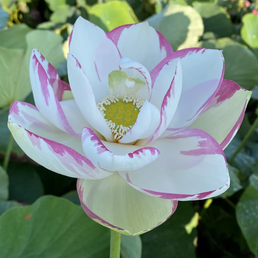 Pink Empress Lotus Tuber