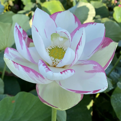 Pink Empress Lotus Tuber