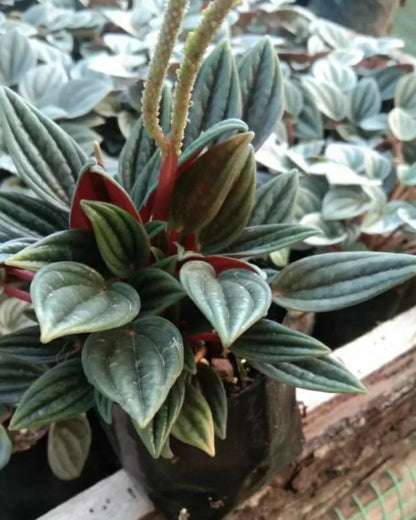 Peperomia Rosso (Bare Rooted Plant for the Safety Reasons)