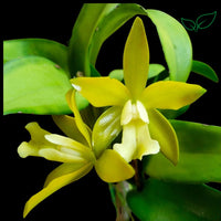 Cattleya Chocolate Drop Yellow Crystal Seedling Size - plant store® 