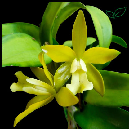 Cattleya Chocolate Drop Yellow Crystal Seedling Size