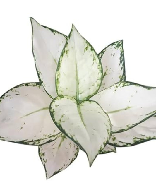 Aglaonema Super White