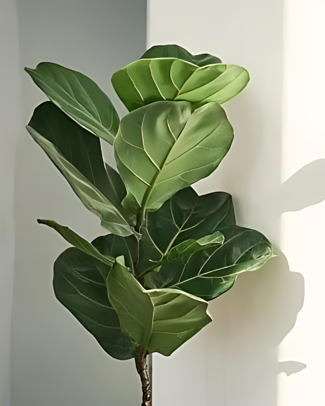 Fiddle Leaf or Ficus Lyrata