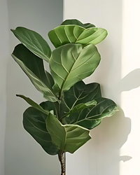 Fiddle Leaf or Ficus Lyrata - plant store® 