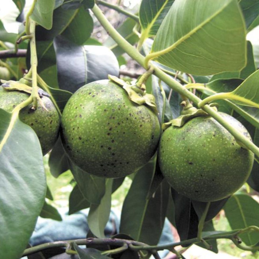 Black Sapota Grafted Plant