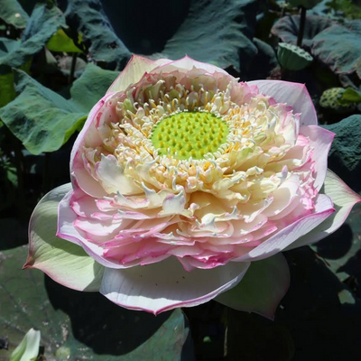 Q189 Lotus Tuber