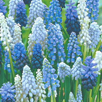 Muscari Bulbs (Dark Blue)
