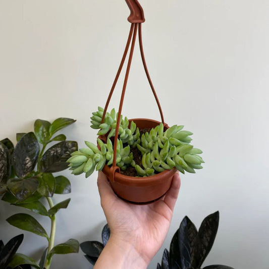 Sedum Morganianum (Burro's Tail) (Bare Rooted)