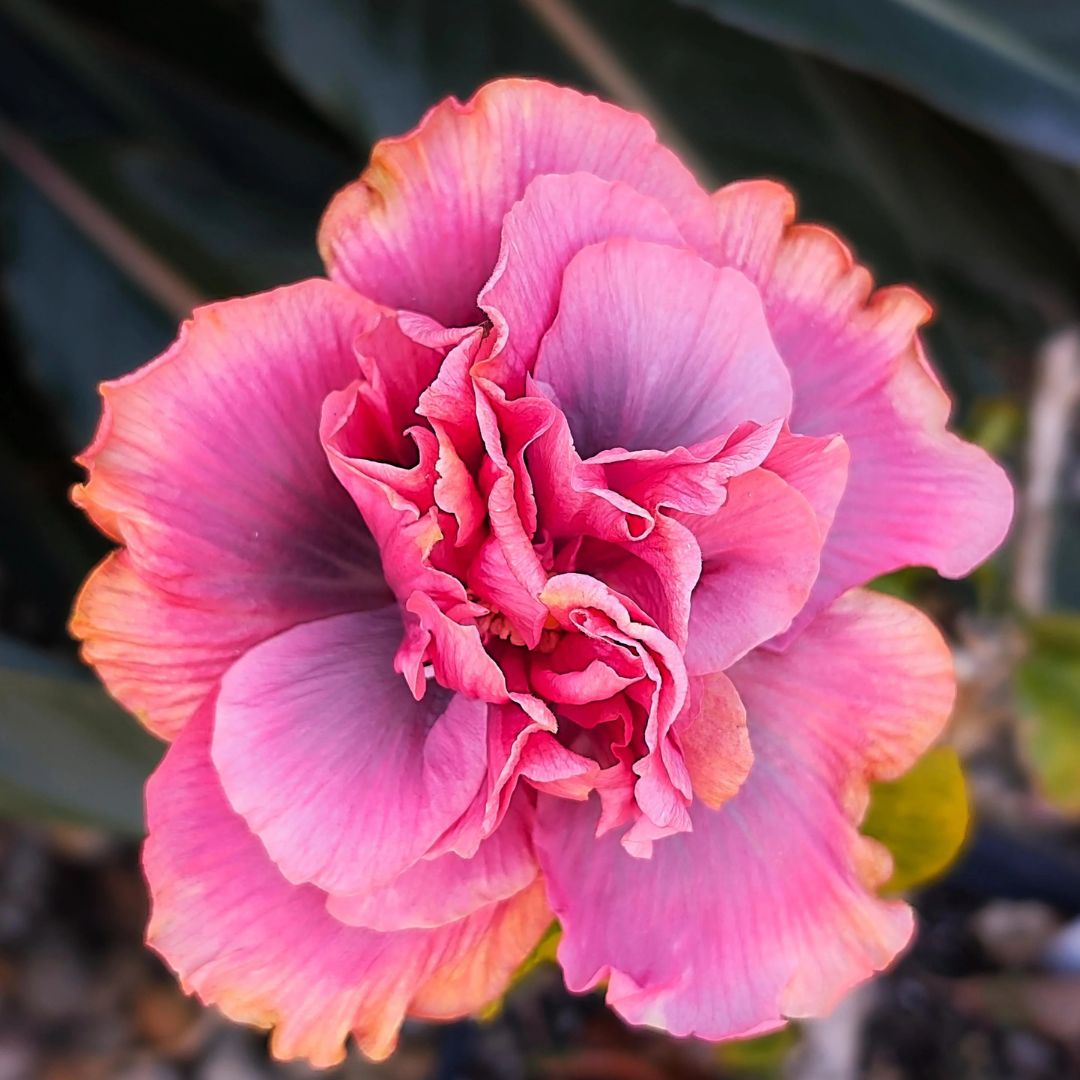 Indian Bride Hibiscus
