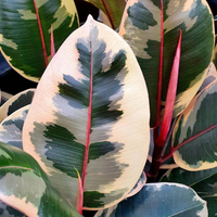 Rubber Plant Tineke, Ficus Elastica
