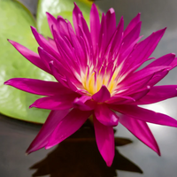 Subsomboon Tropical Waterlily