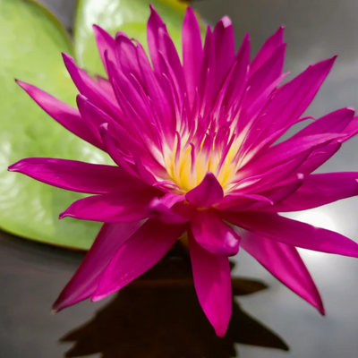 Subsomboon Tropical Waterlily