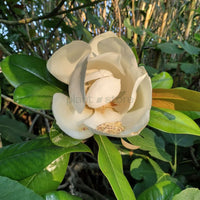 Magnolia Grandiflora Plant
