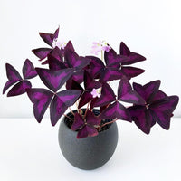 Oxalis Bulbs