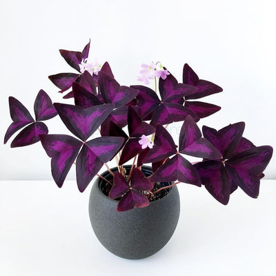 Oxalis Bulbs