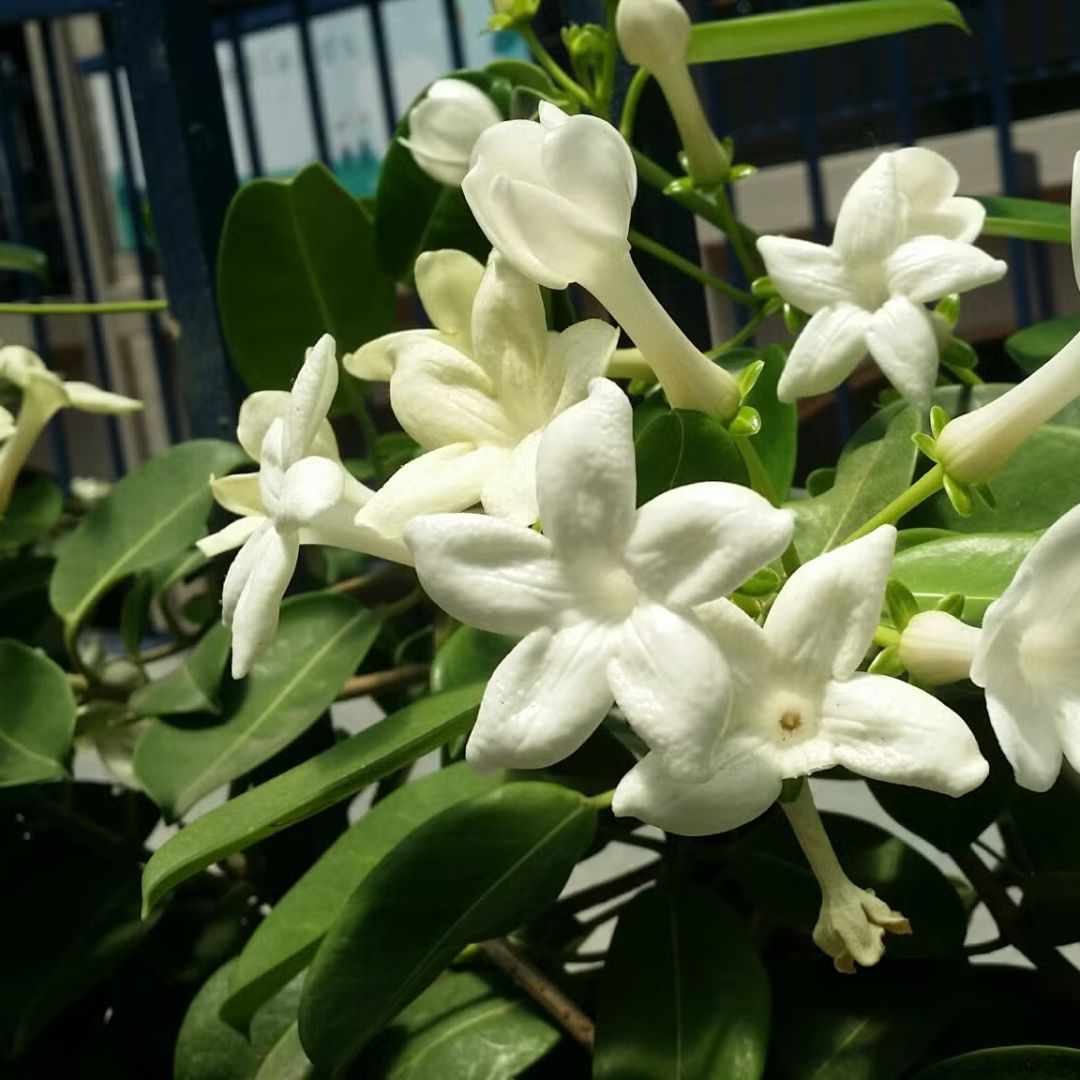 Madagascar Jasmine Plant