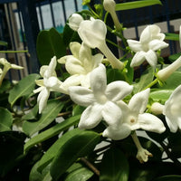 Madagascar Jasmine Plant