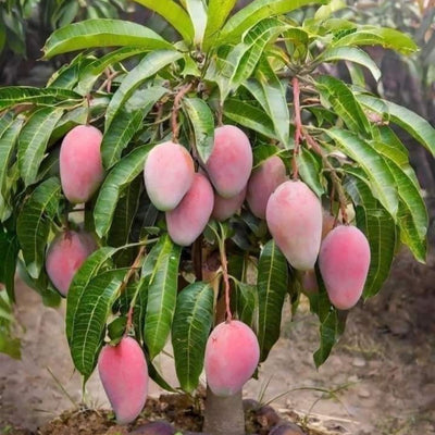 Hong Siang Red Dragon (Baramasi) Mango Grafted Tree