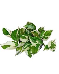 Harmony Bundle of 5 Money Plants with Pots (N'joy, Marble, Green, Green Variegated, Neon - set of 5) - plant store® 