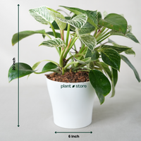 Philodendron Birkin